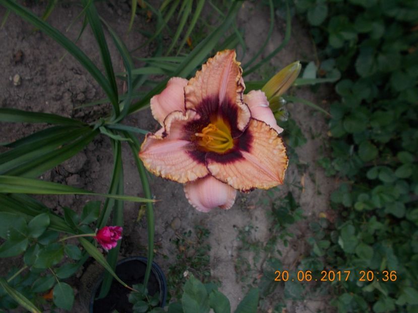 daring dilema - HEMEROCALLIS 2017
