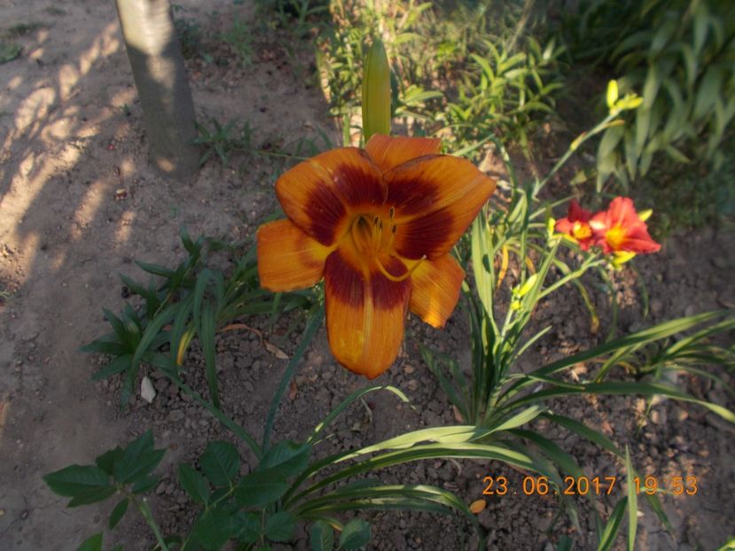 banditman - HEMEROCALLIS 2017