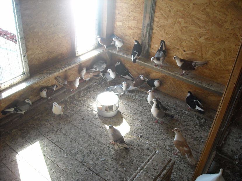  - DE PRIN PORUMBARIE