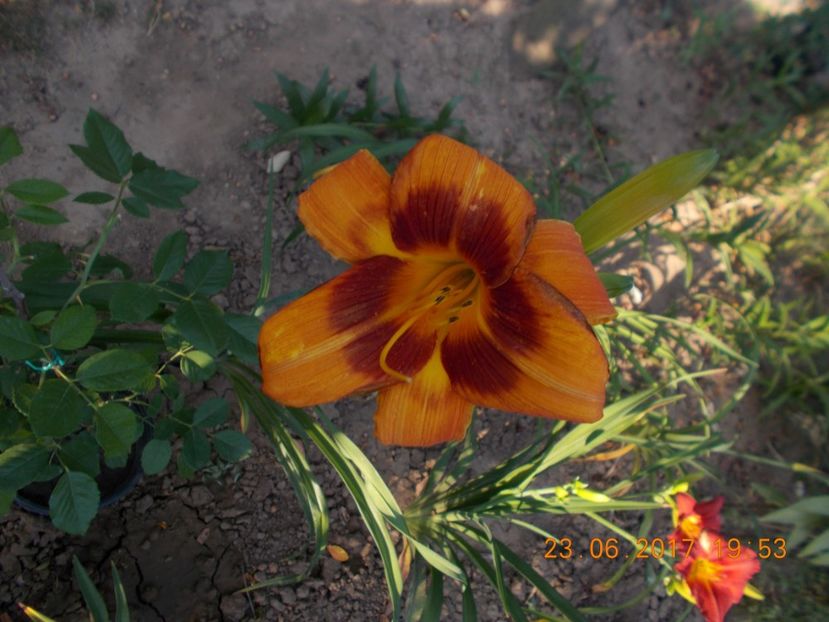 banditman - HEMEROCALLIS 2017