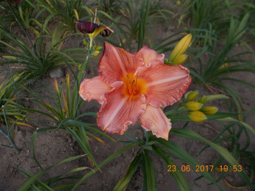 pretty fancy - HEMEROCALLIS 2017