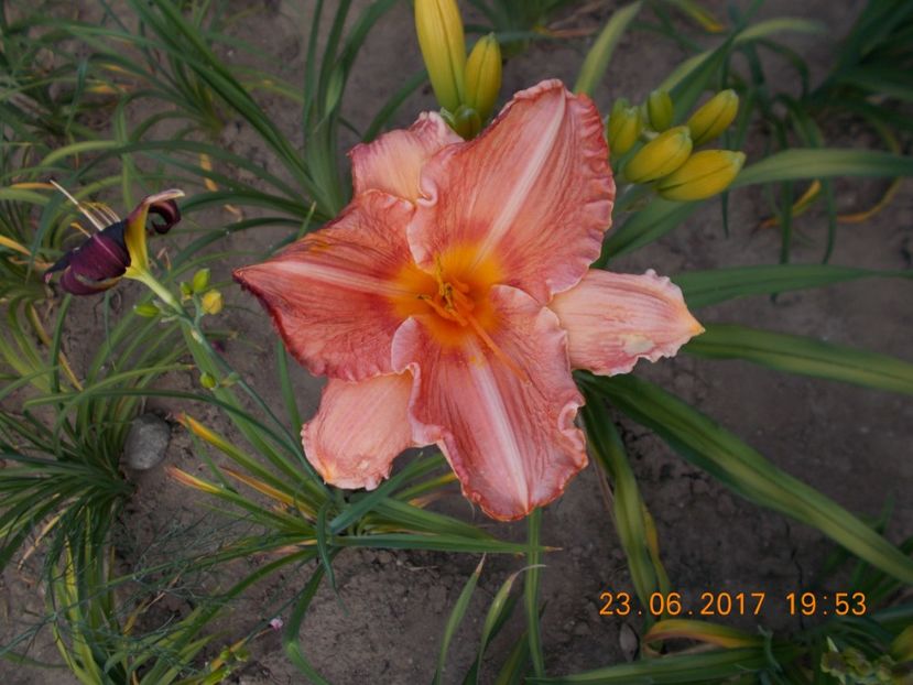pretty fancy - HEMEROCALLIS 2017