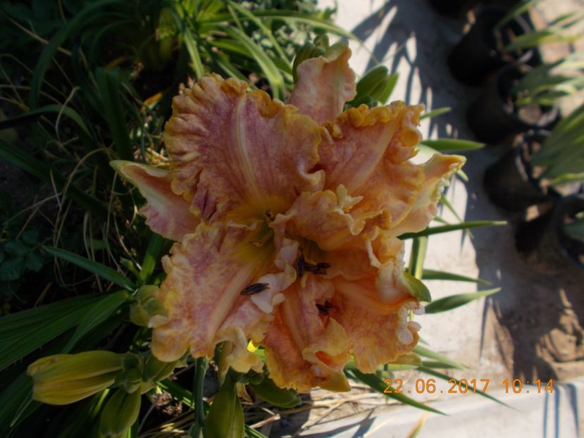 darla anita - HEMEROCALLIS 2017