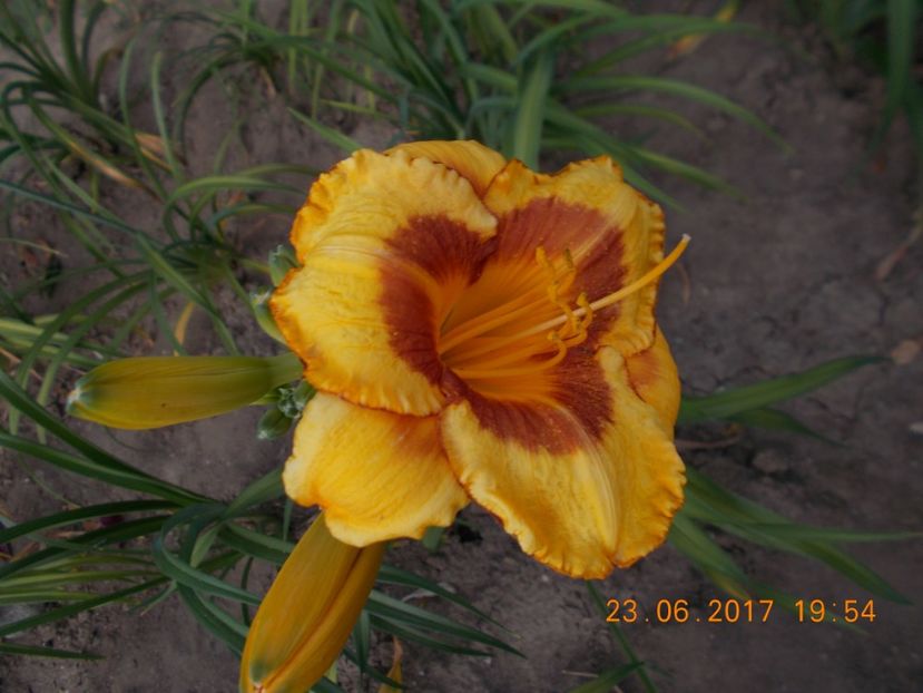 fooled me - HEMEROCALLIS 2017