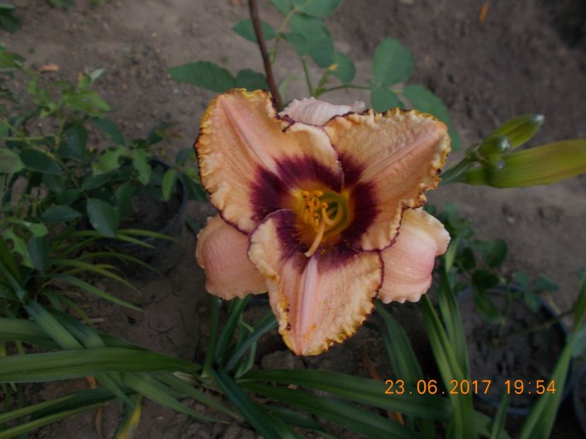 daring dilema - HEMEROCALLIS 2017