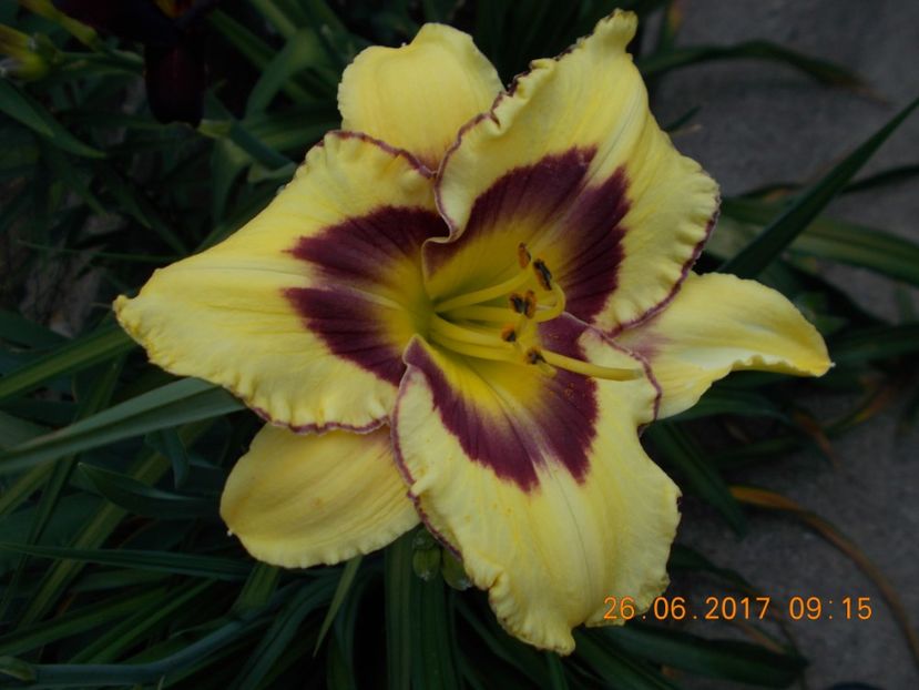 el  desperado - HEMEROCALLIS 2017