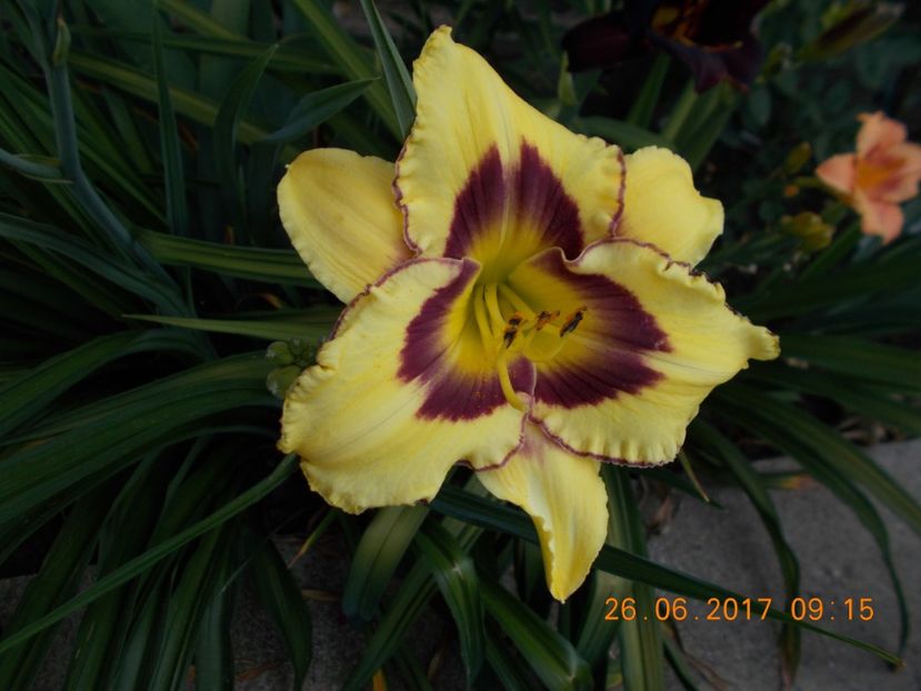el desperado - HEMEROCALLIS 2017