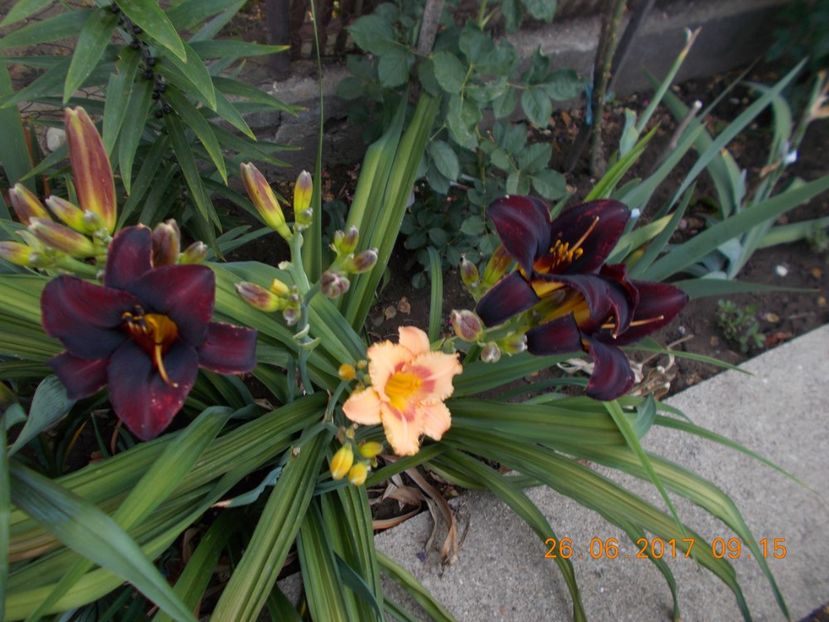  - HEMEROCALLIS 2017