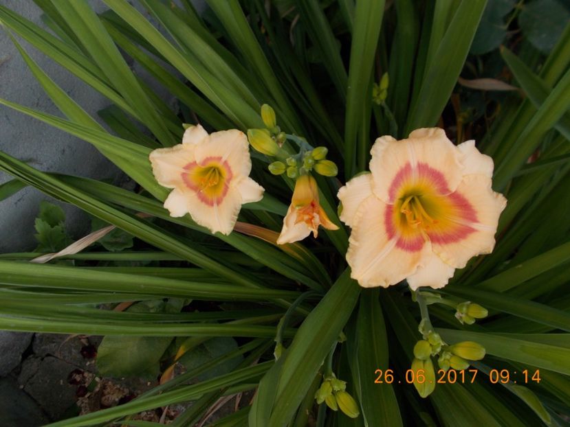 elegant candy - HEMEROCALLIS 2017