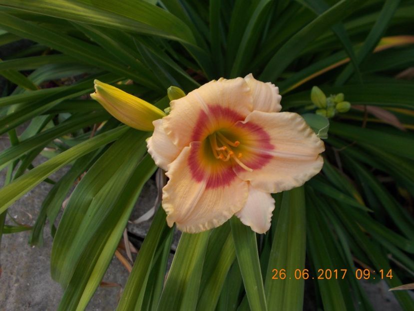 elegant candy - HEMEROCALLIS 2017