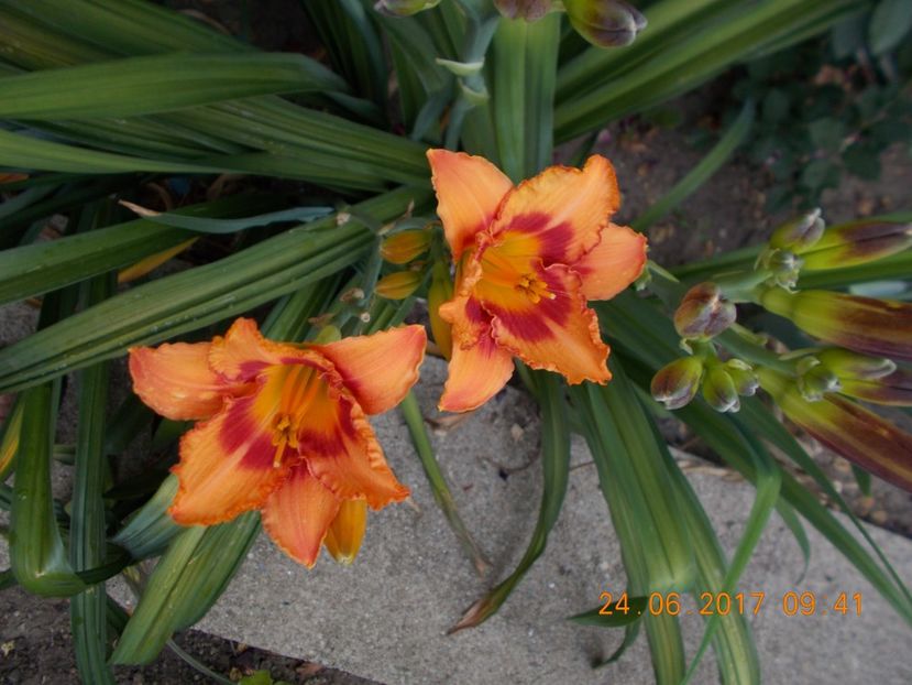strawbery candy - HEMEROCALLIS 2017