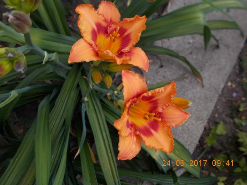 strawbery candy - HEMEROCALLIS 2017