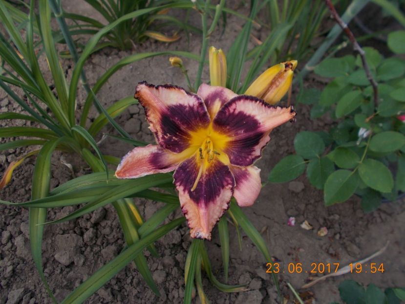 exotic treasure - HEMEROCALLIS 2017