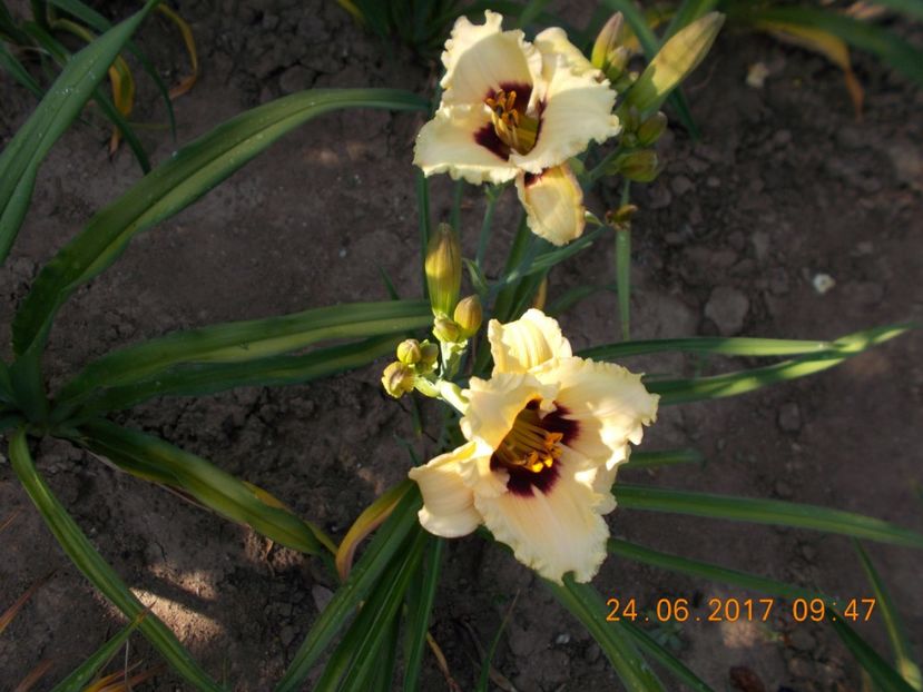 - HEMEROCALLIS 2017