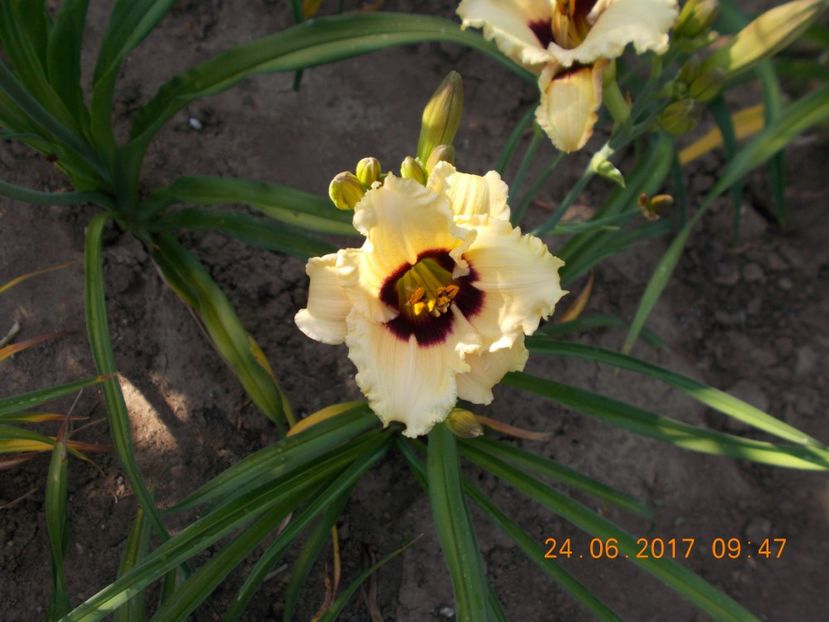  - HEMEROCALLIS 2017