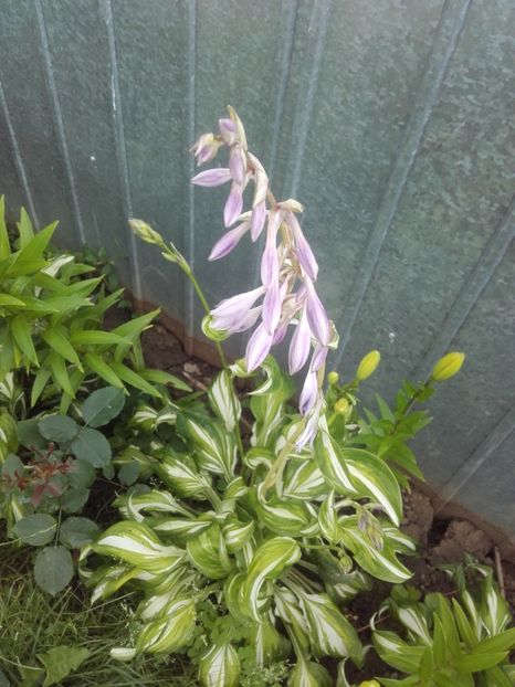  - Flori de gradina 2017