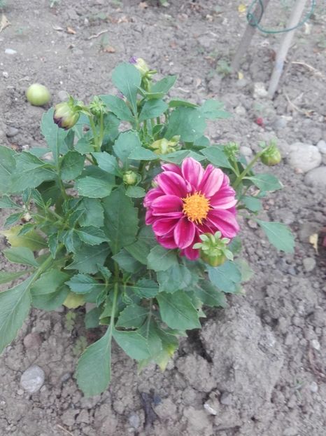  - Flori de gradina 2017