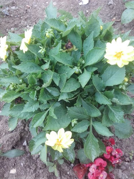  - Flori de gradina 2017