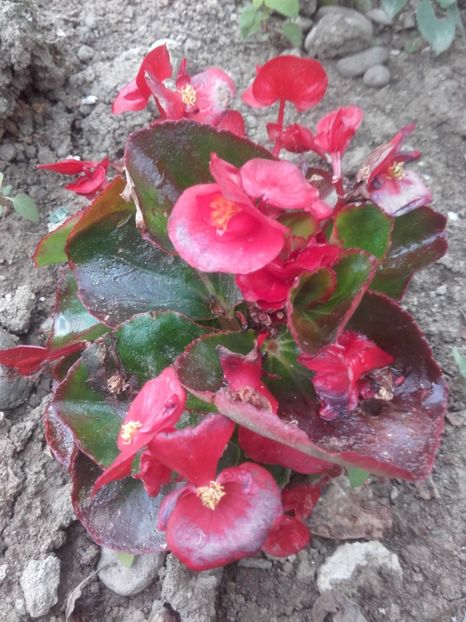  - Flori de gradina 2017