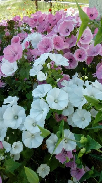 P_20170629_ - Din gradina mamei