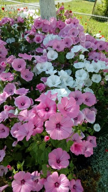 P_20170629_160105_BF - Din gradina mamei