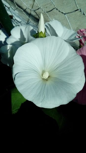 P_20170629_155348_BF - Din gradina mamei