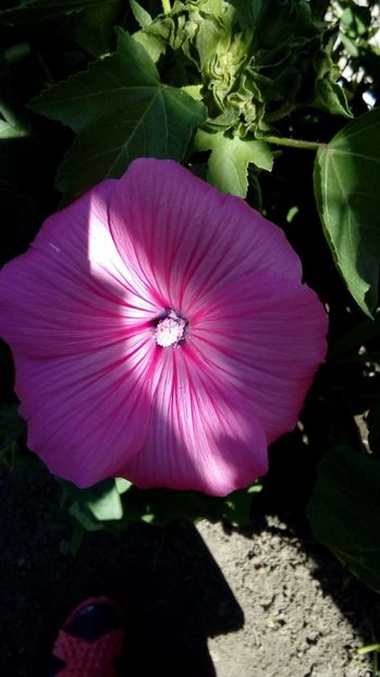 P_20170629_155019_BF - Din gradina mamei