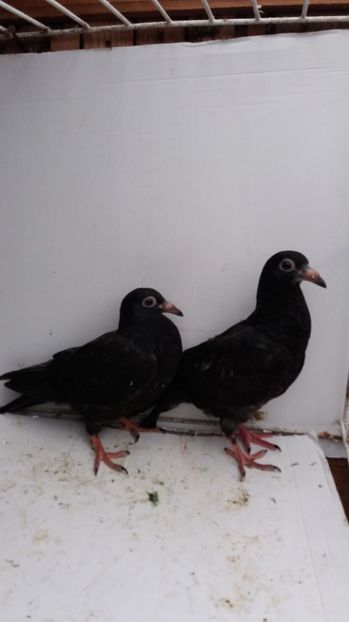 vanduti - De vanzare voiajori pui 2017