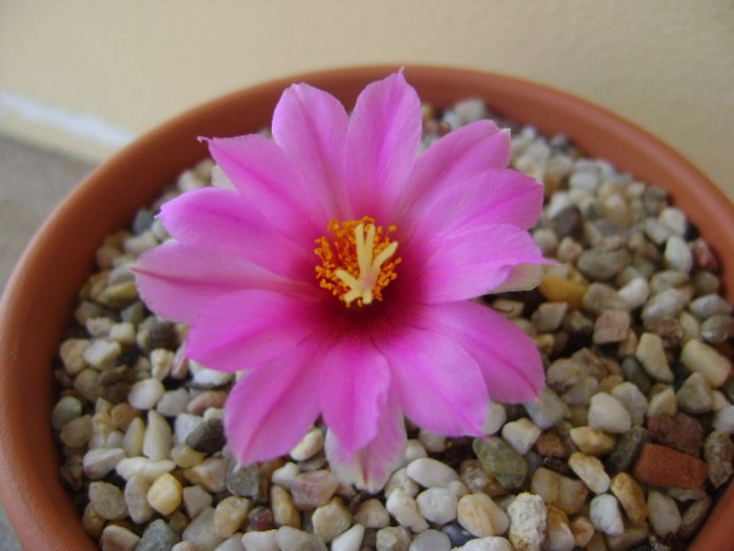 Mammillaria schumannii v. globosa (Bartschella schumannii) - Cactusi 2017 bis bis