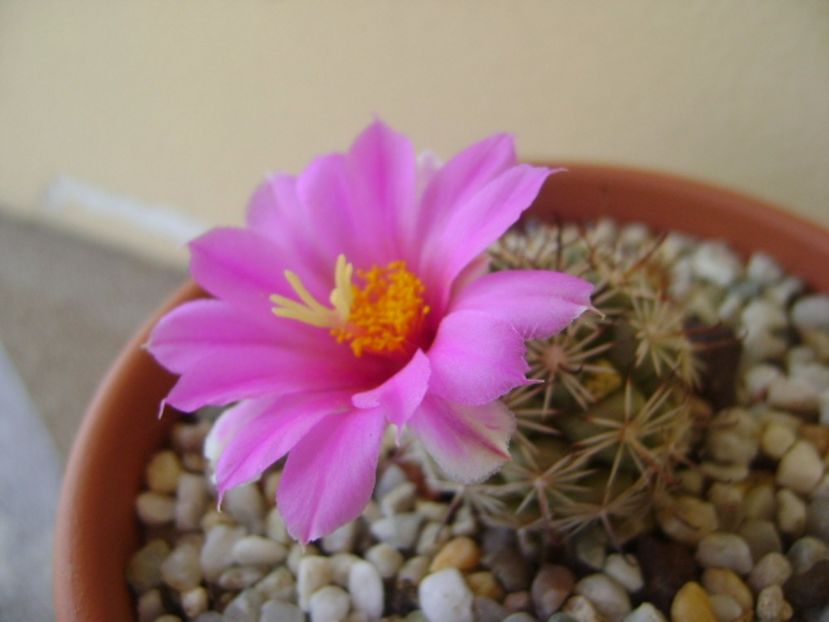 Mammillaria schumannii v. globosa (Bartschella schumannii) - Cactusi 2017 bis bis