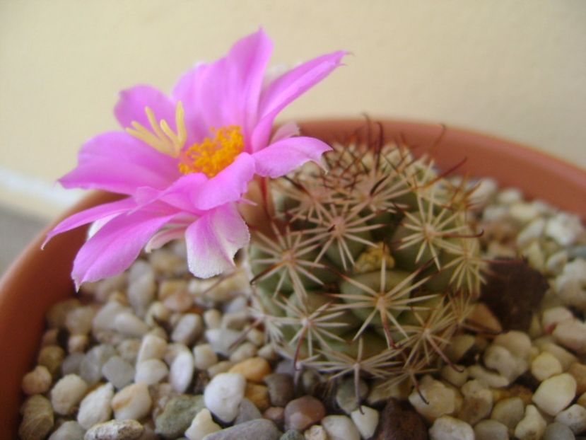 Mammillaria schumannii v. globosa (Bartschella schumannii) - Cactusi 2017 bis bis