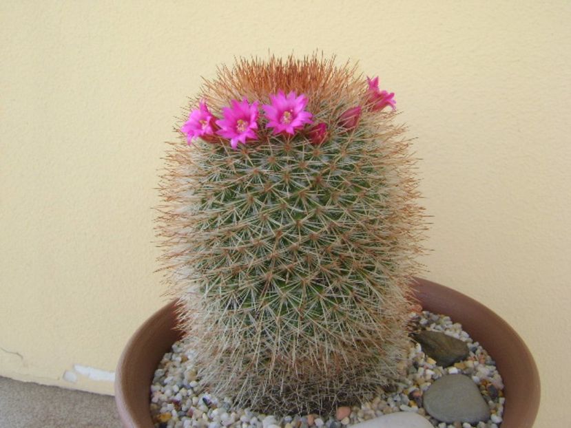 Mammillaria spinosissima - Cactusi 2017 bis bis