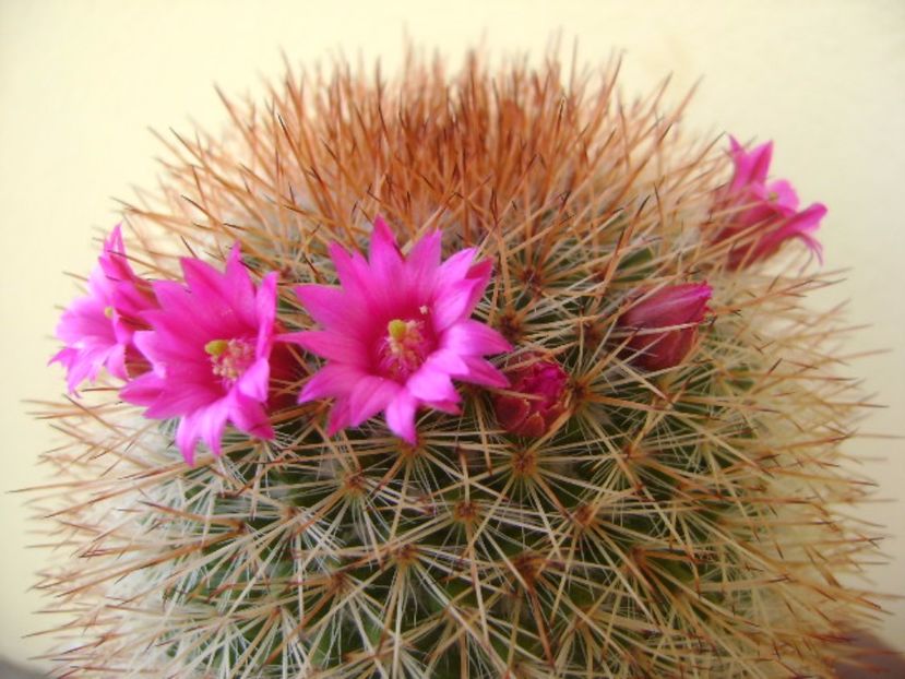 Mammillaria spinosissima - Cactusi 2017 bis bis