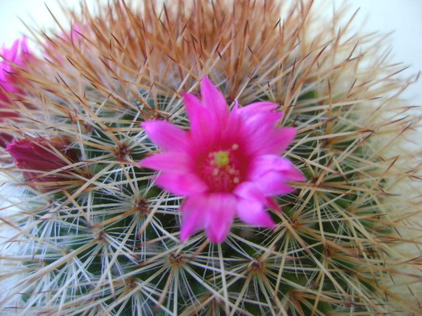 Mammillaria spinosissima - Cactusi 2017 bis bis