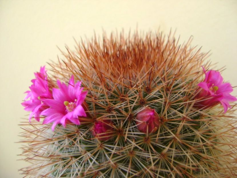 Mammillaria spinosissima - Cactusi 2017 bis bis