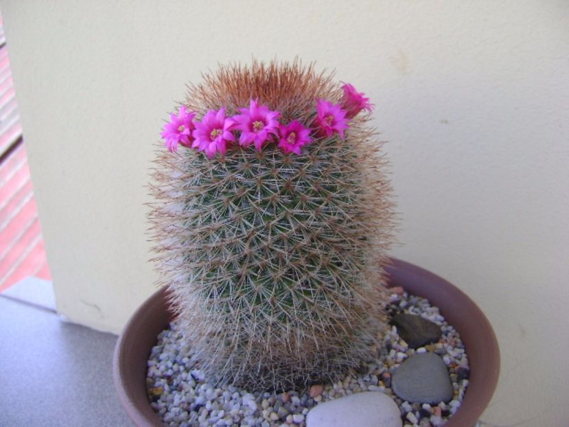 Mammillaria spinosissima - Cactusi 2017 bis bis