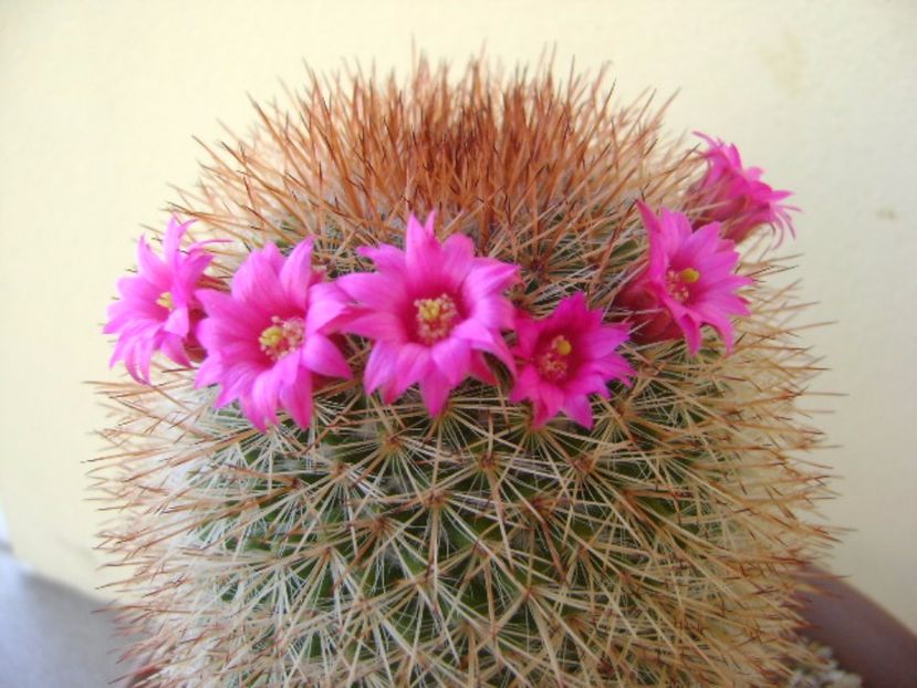 Mammillaria spinosissima - Cactusi 2017 bis bis