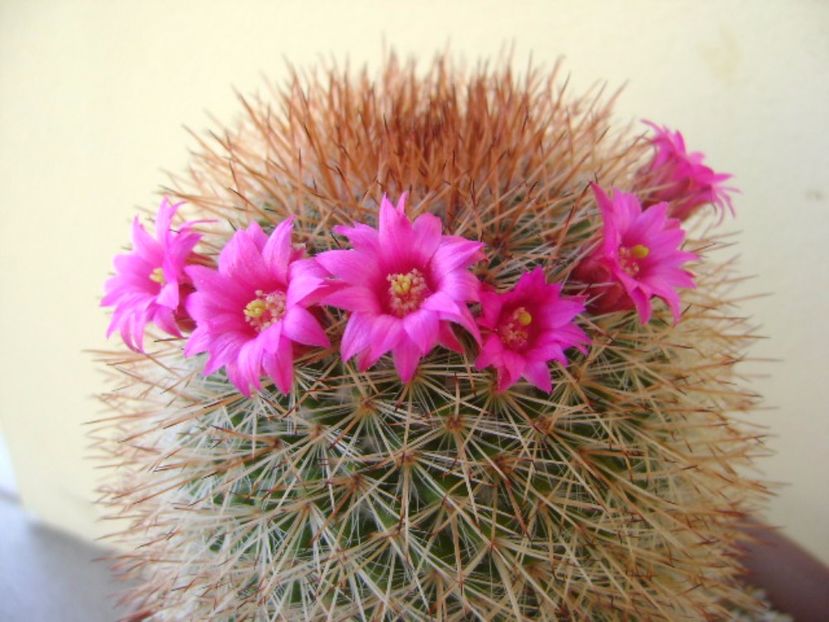 Mammillaria spinosissima - Cactusi 2017 bis bis