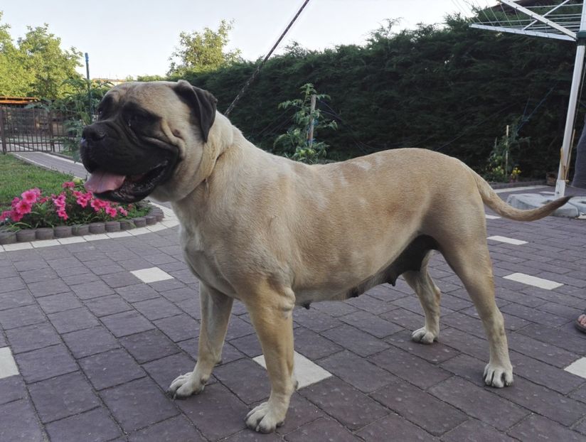  - Bull Mastiff