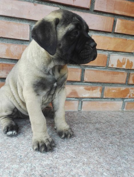  - Bull Mastiff