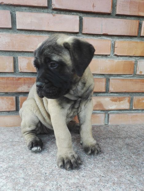  - Bull Mastiff