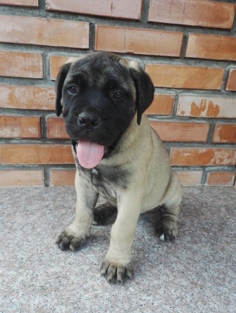  - Bull Mastiff