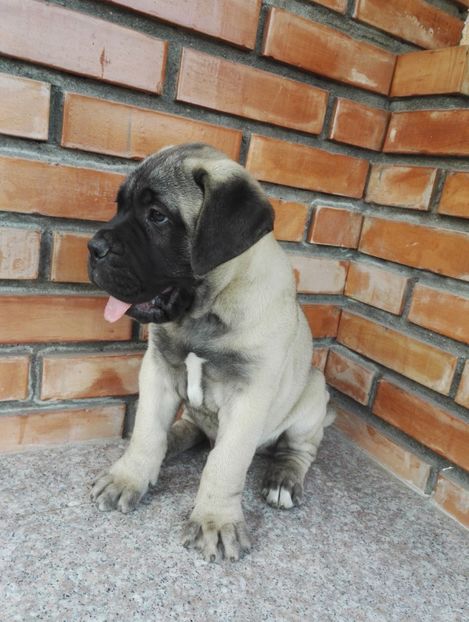  - Bull Mastiff