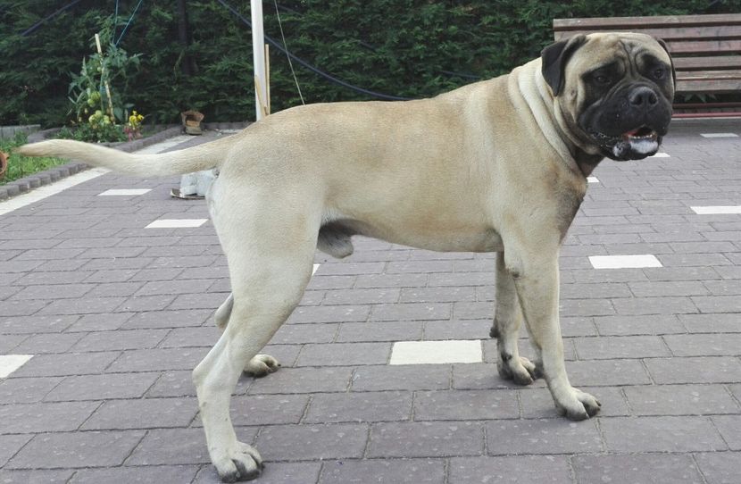  - Bull Mastiff