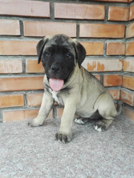  - Bull Mastiff