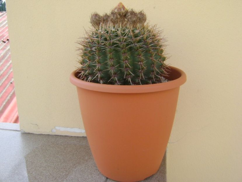 Notocactus bommeljei (Parodia tabularis v. bommeljei) - Cactusi 2017 bis bis