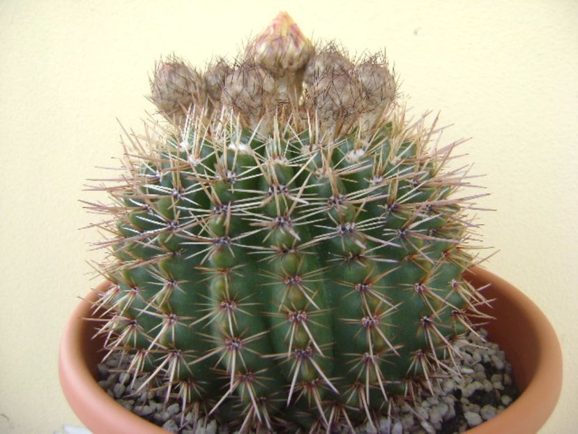 Notocactus bommeljei (Parodia tabularis v. bommeljei) - Cactusi 2017 bis bis