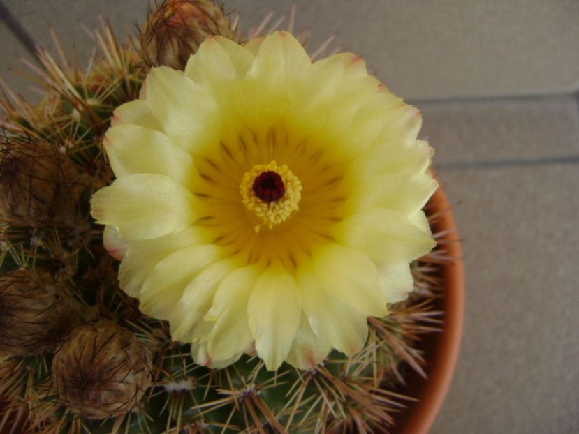 Notocactus bommeljei (Parodia tabularis v. bommeljei) - Cactusi 2017 bis bis