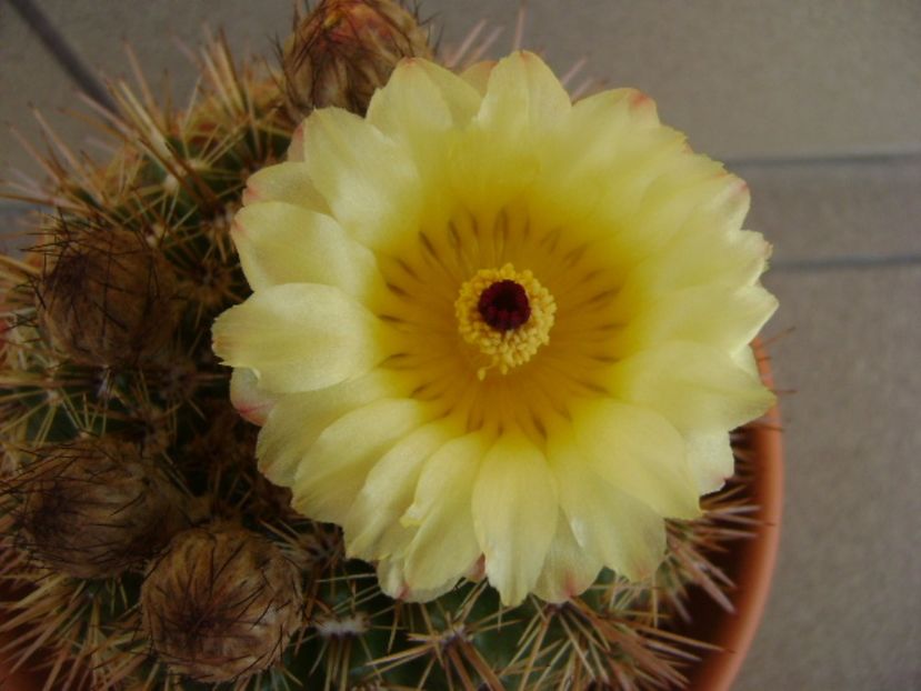 Notocactus bommeljei (Parodia tabularis v. bommeljei) - Cactusi 2017 bis bis