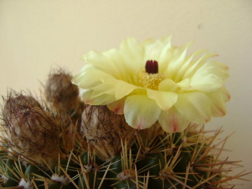 Notocactus bommeljei (Parodia tabularis v. bommeljei) - Cactusi 2017 bis bis